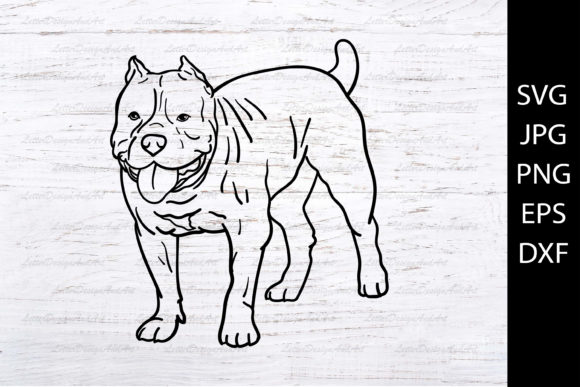 American Bully Dog